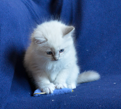 ragdoll kitten at 6 wks old